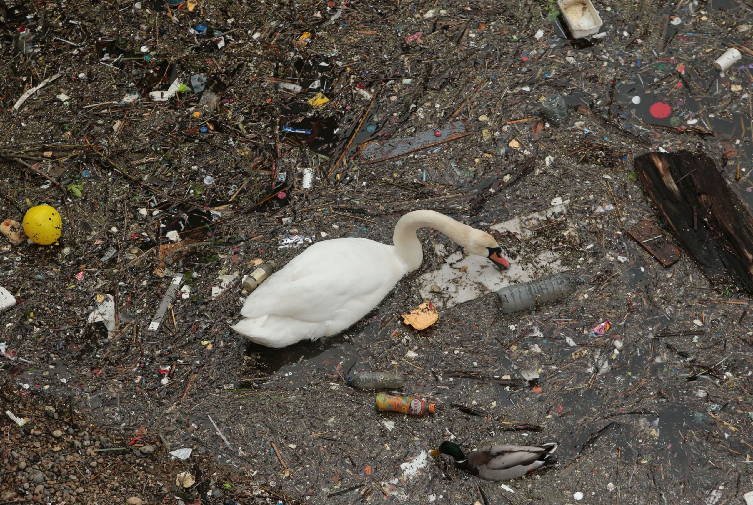 Linking Data to Actions on Marine Debris for the Ocean Decade