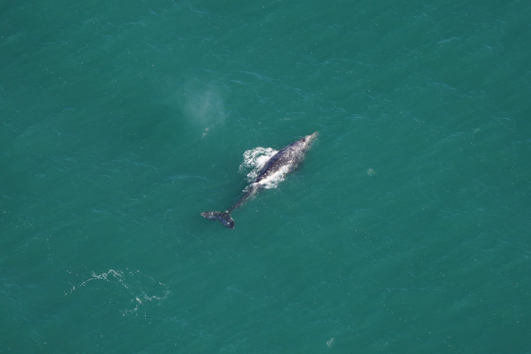 Whale species thought to be extinct in the Atlantic spotted by scientists