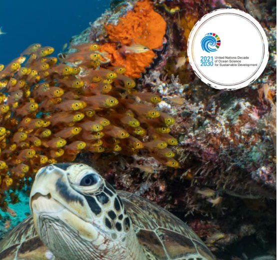 Marine Life 2030 endorsed as a UN Ocean Decade