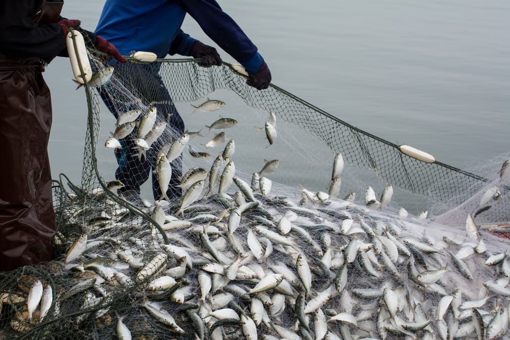 Surveys on the use of national public marine data - An OECD initiative, in partnership with DGPM, FCT and GOOS.