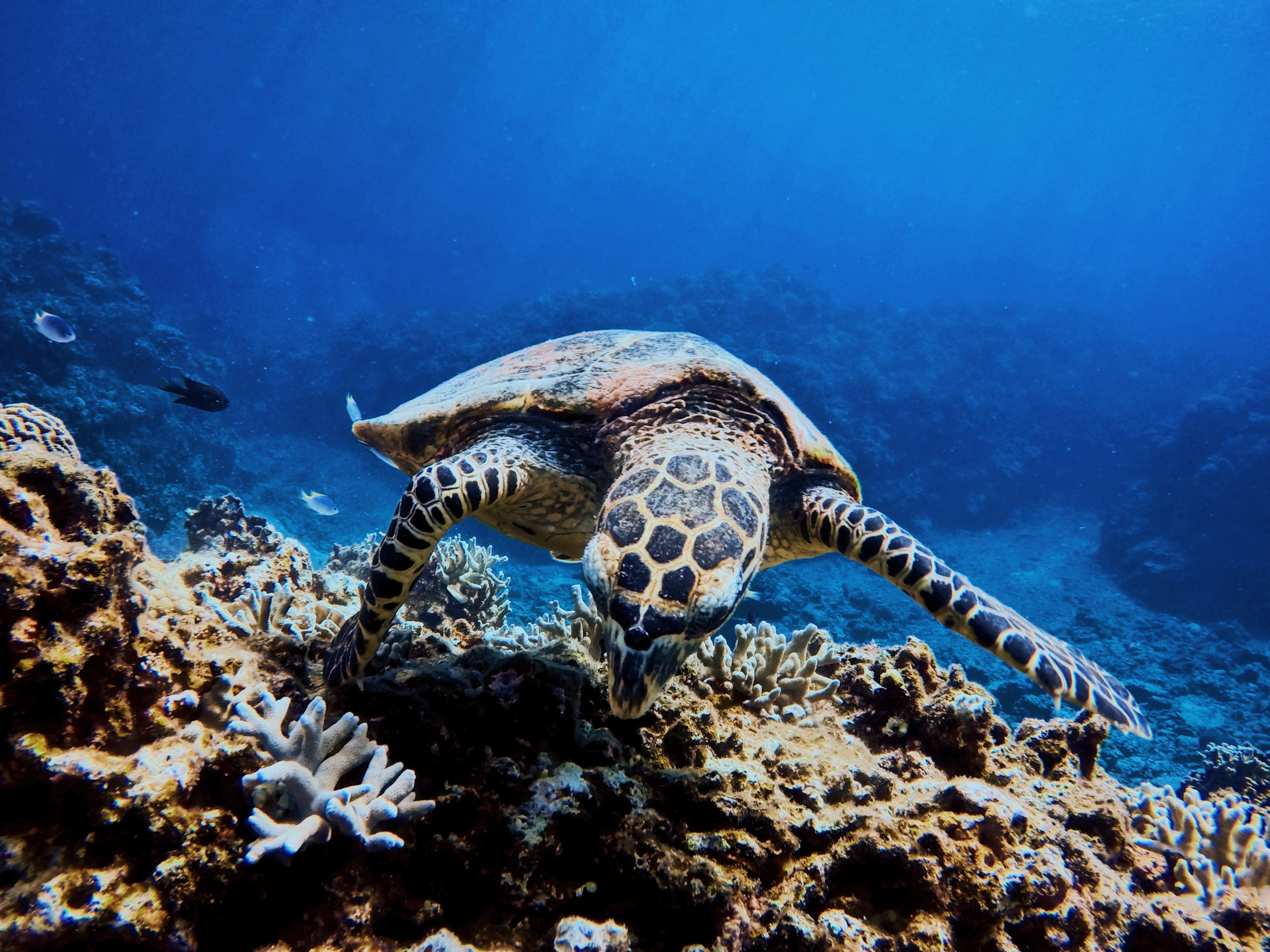 New Partnership to Advance Ocean Exploration