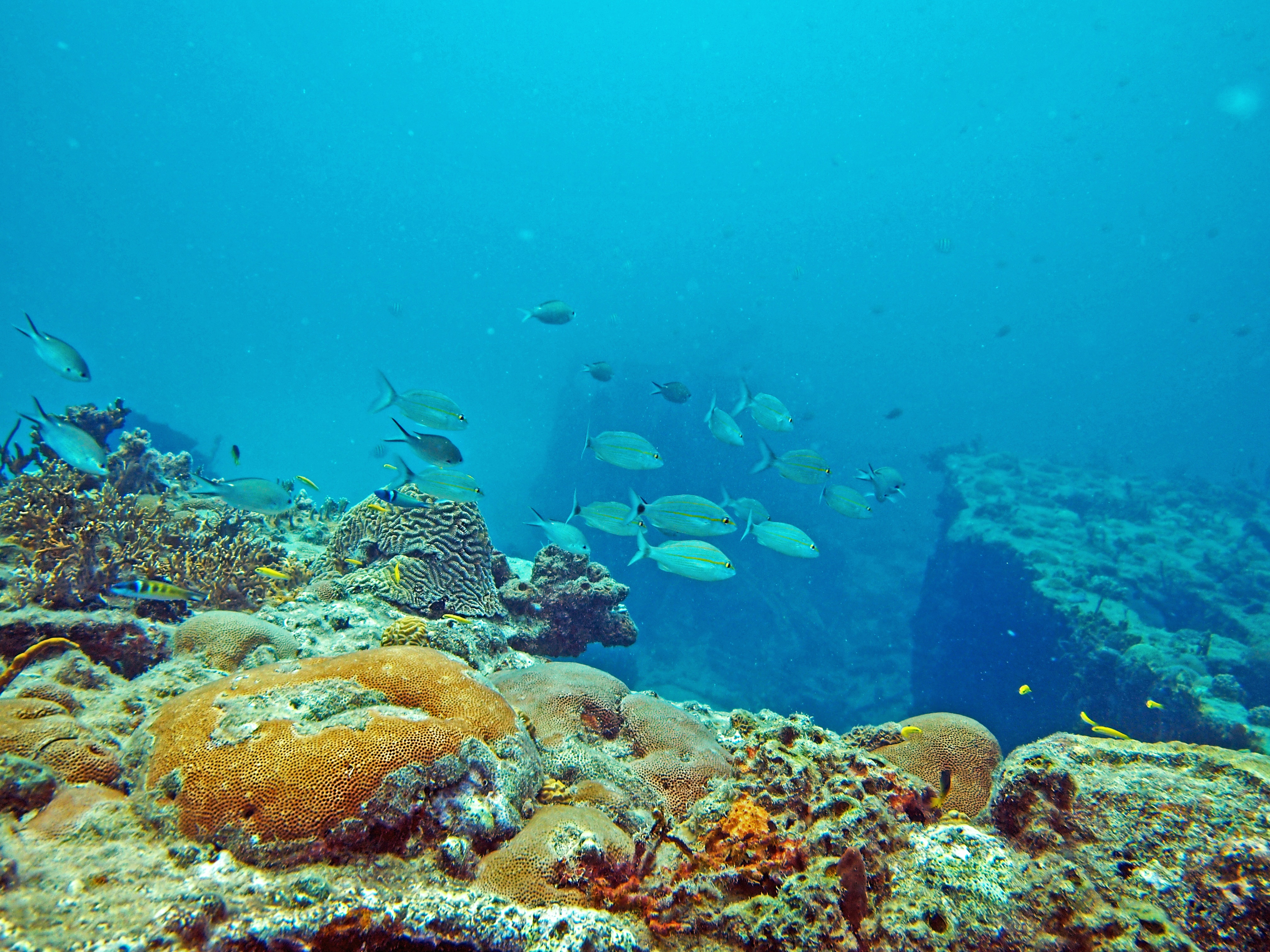Biodiversity Monitoring in Aquatic Ecosystems to Support a Whole Society Approach to Transformative Change