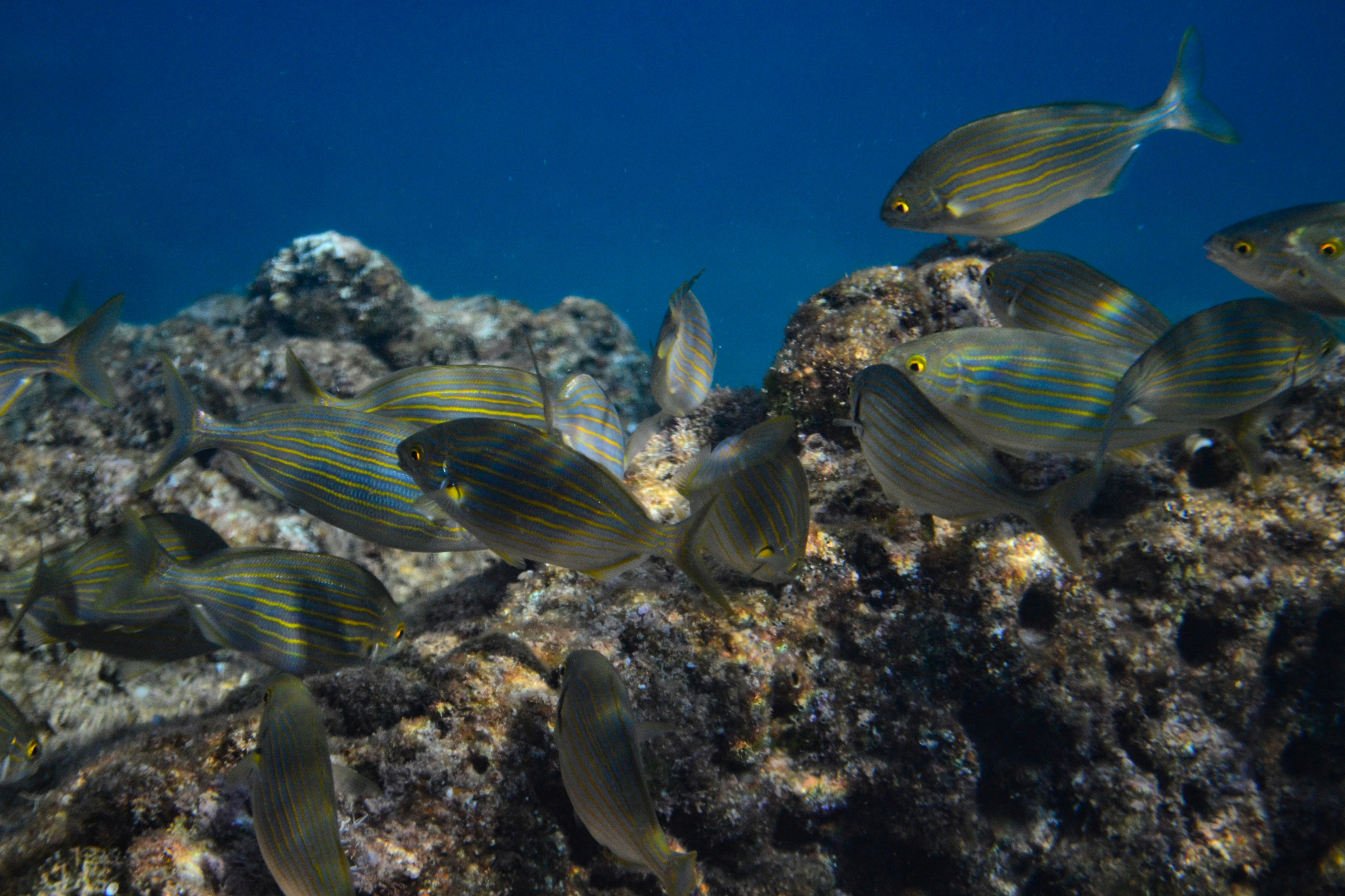 Global Warming and its toll on marine biodiversity