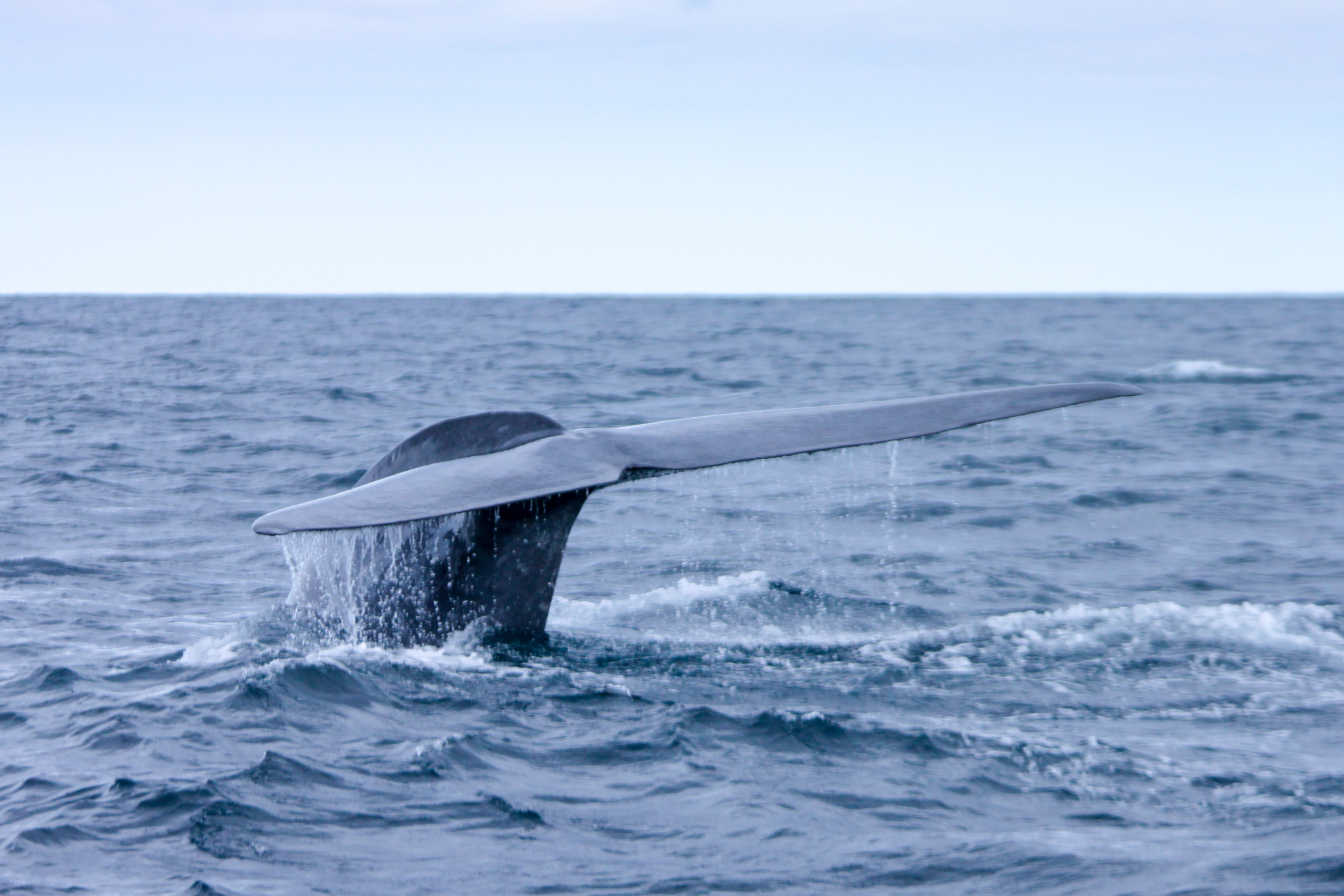 Safeguarding Whales and the Ocean Ecosystem