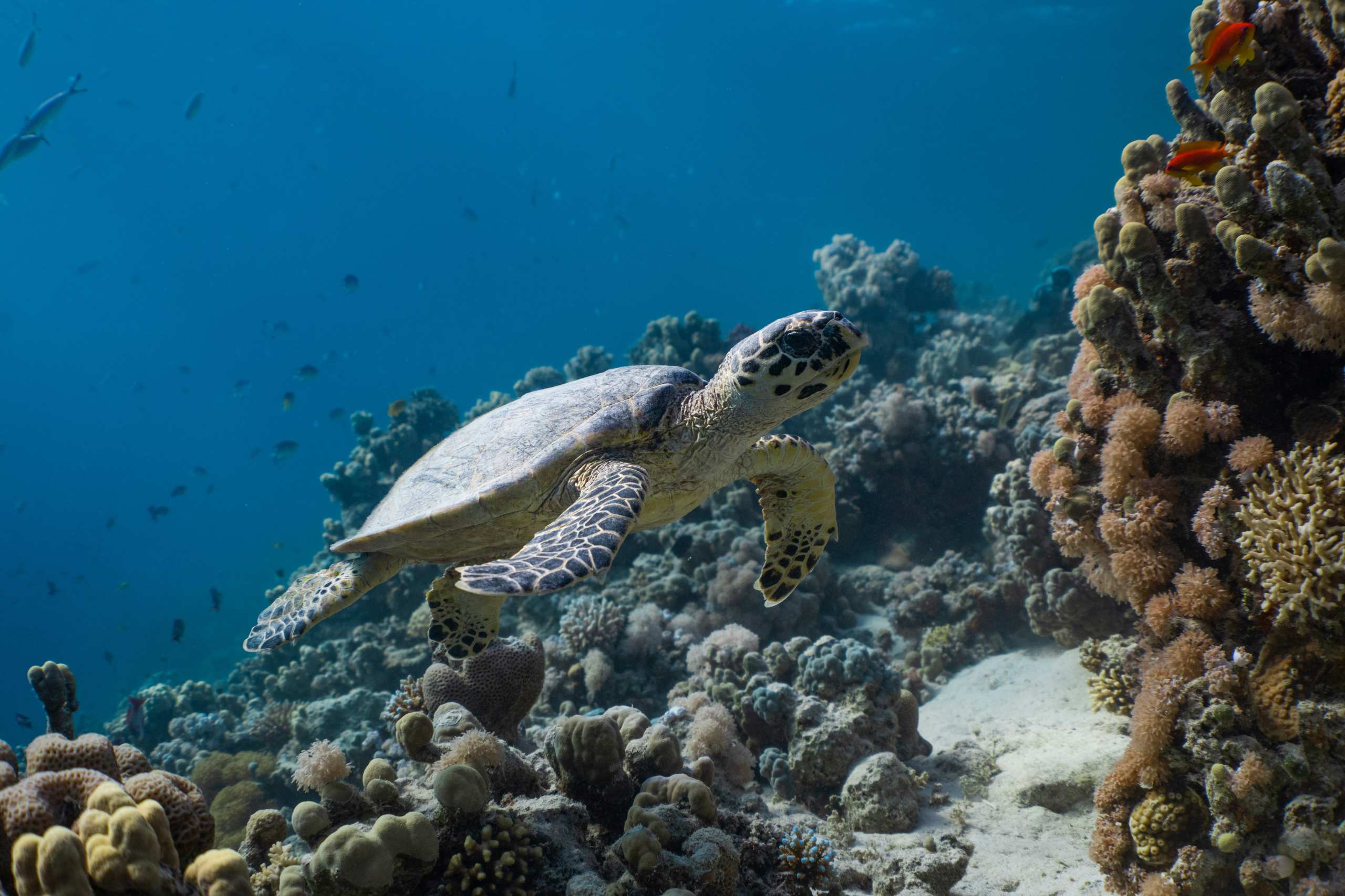 International Consortium develops groundbreaking Ocean-Biodiversity education program