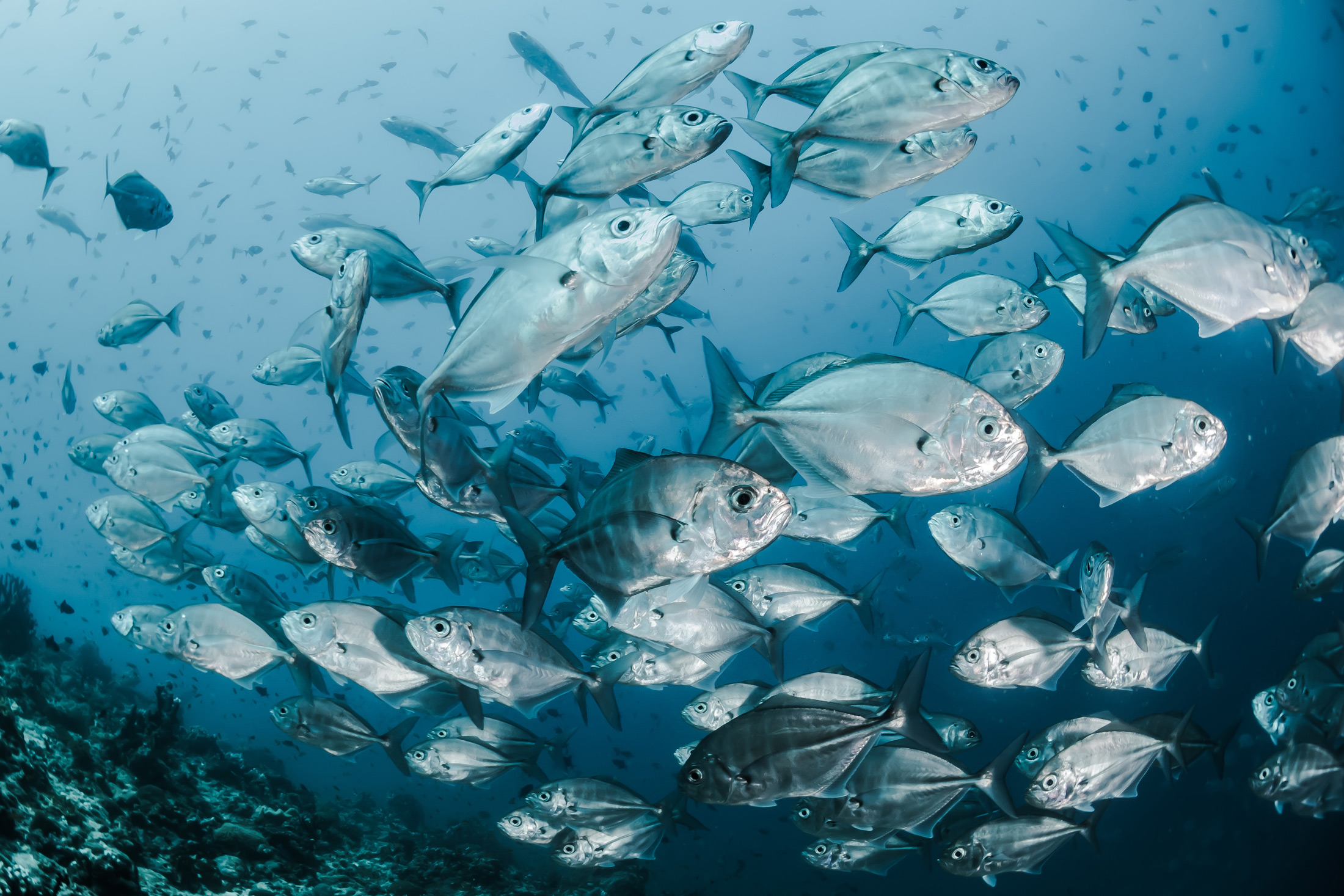All Atlantic Ocean Sustainable, Profitable and Resilient Aquaculture