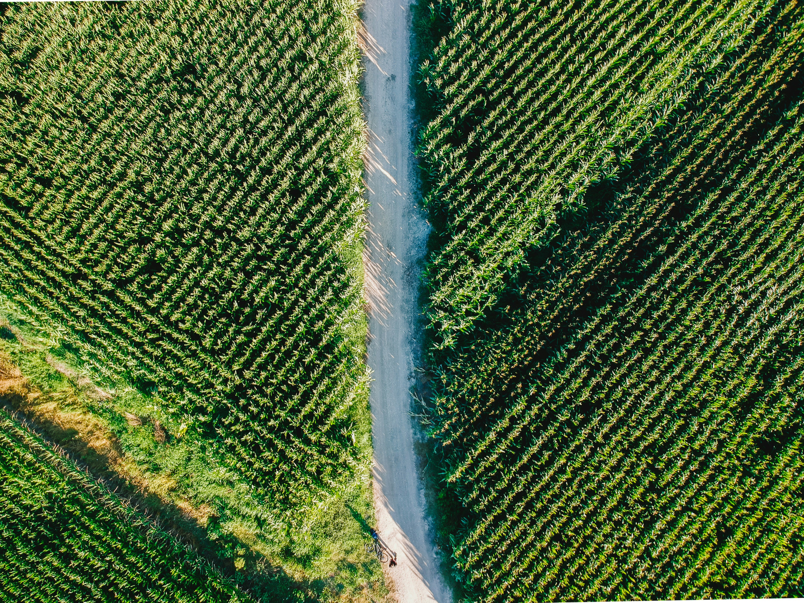 Smart sustainable Farms, Foods and Trade European Digital Innovation Hub