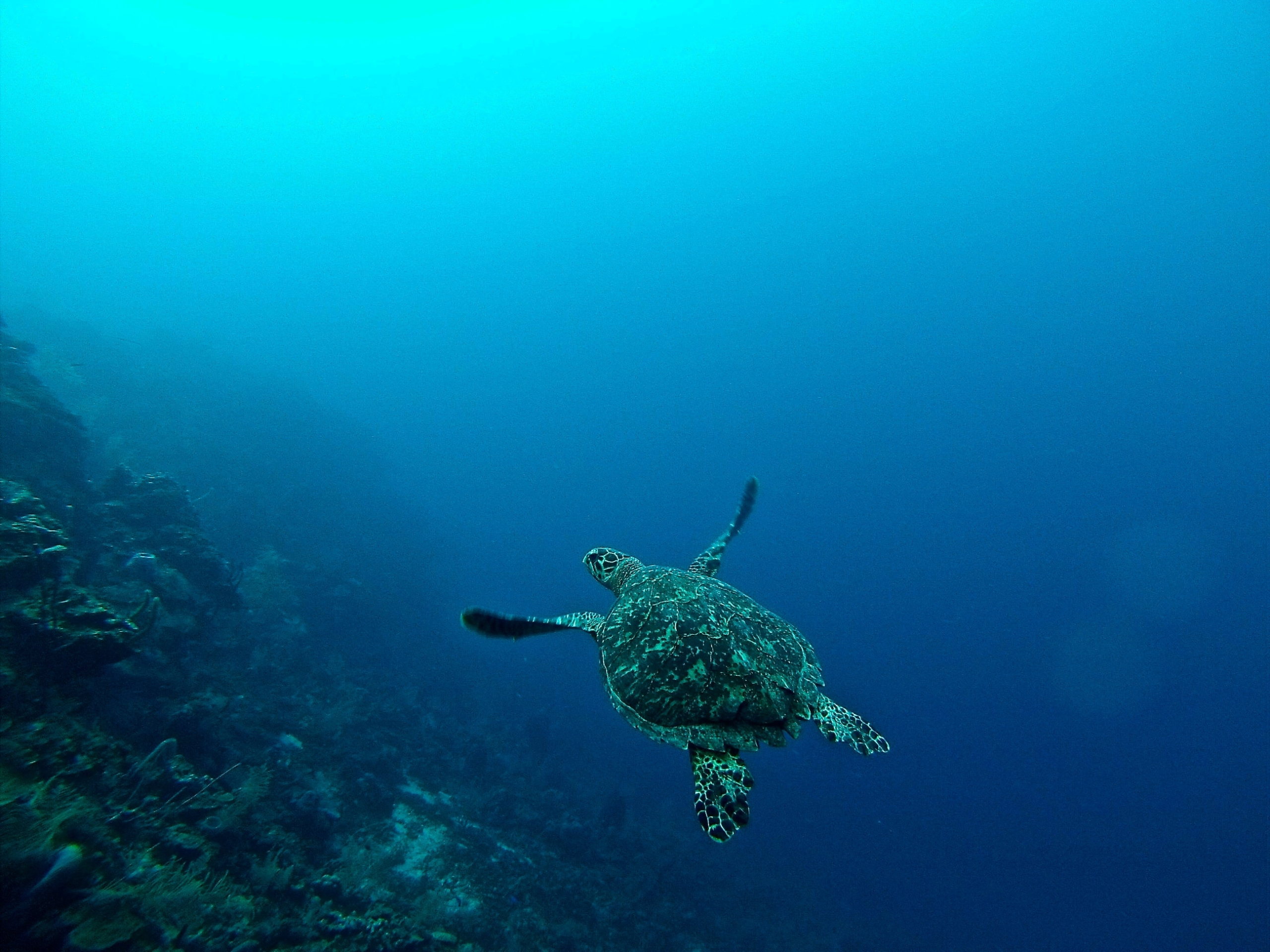 Marine Biodiversity Observation Network