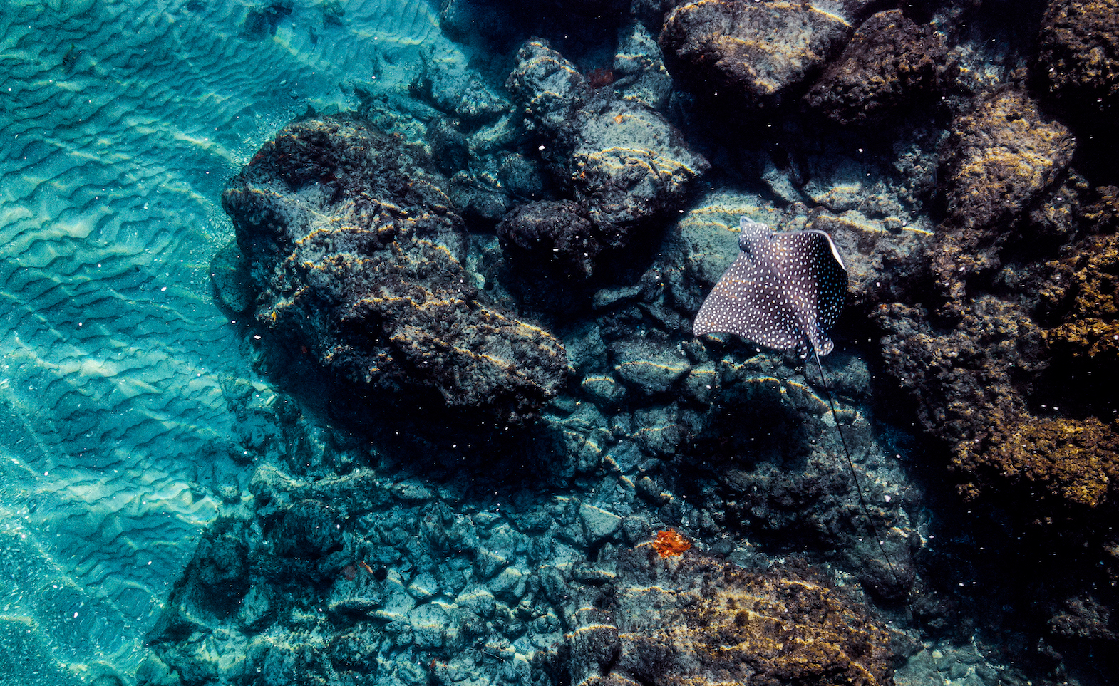 Marine Biodiversity Monitoring in Europe