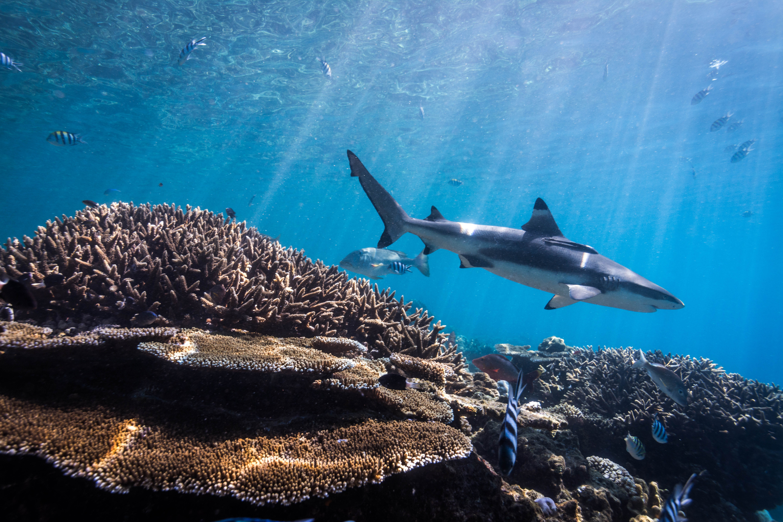Advancing area-based management tools to accelerate the protection and restoration of marine biodiversity across the European sea basins