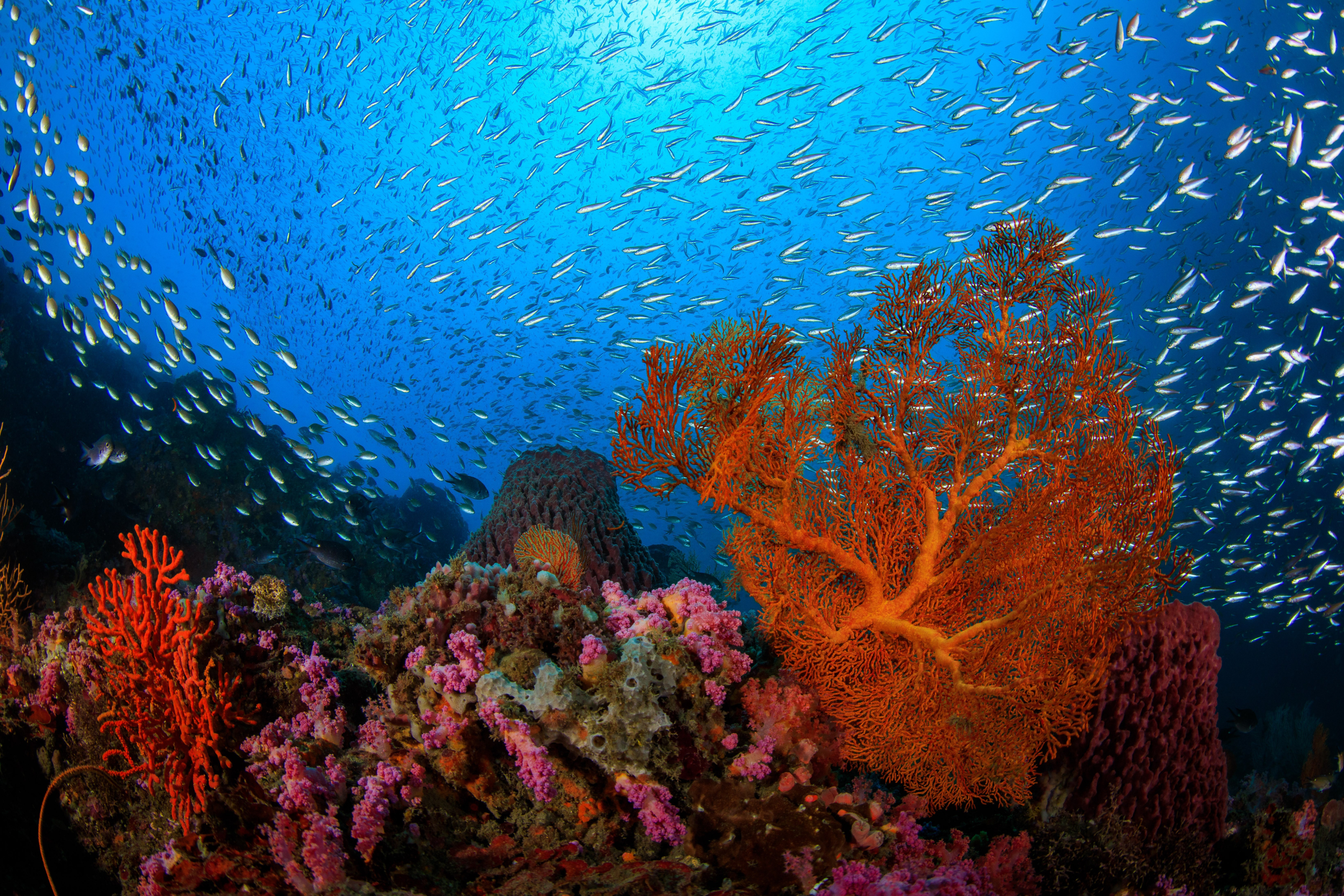 Supporting the All-Atlantic Ocean Research and Innovation Alliance and Declaration