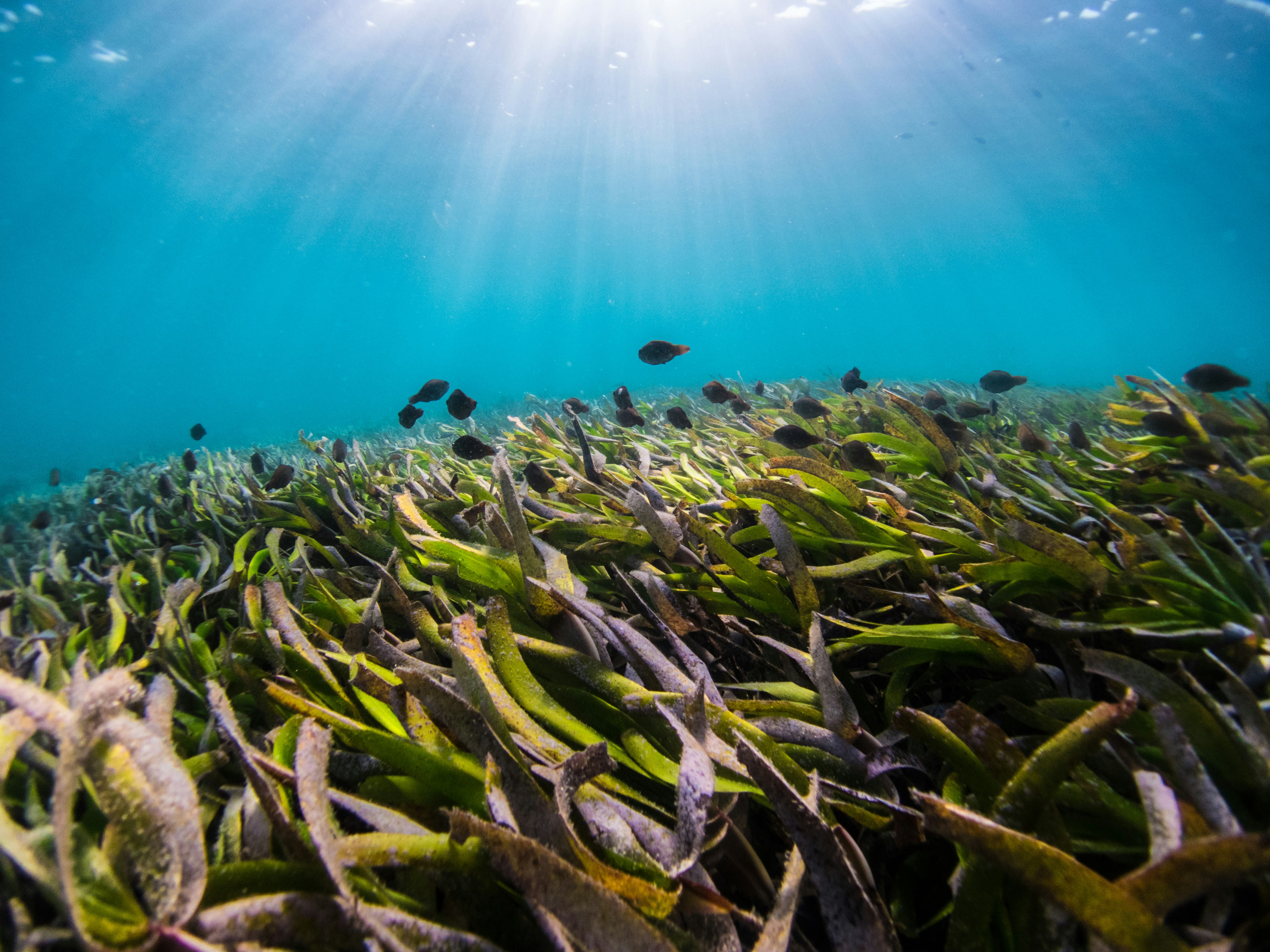 Co-Creating Transformative Pathways to Biological and Ecosystem Ocean Observations