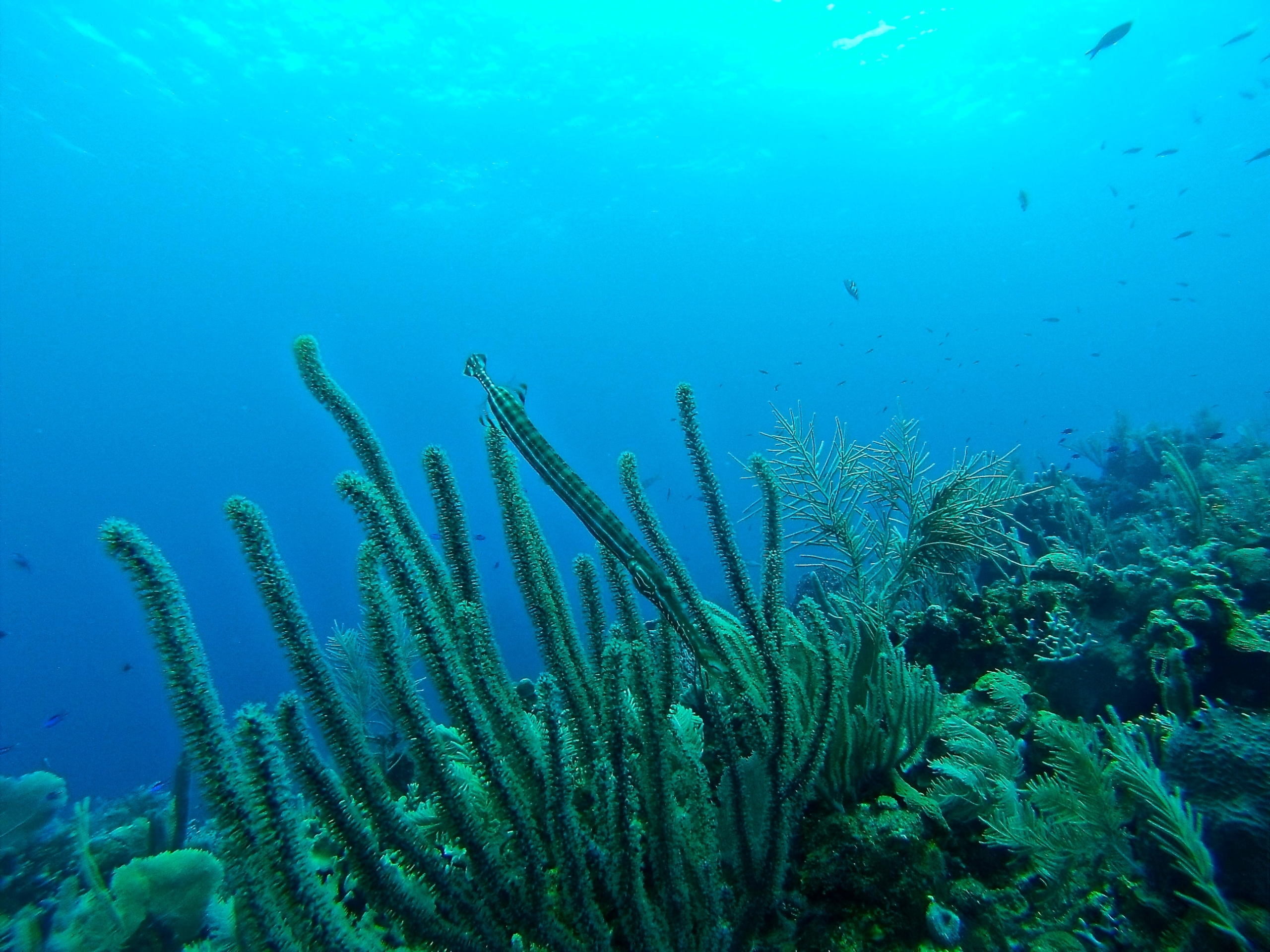 Conservation of Marine Ecosystems around Santo Antão, Cabo Verde: Implications for Policy and Society