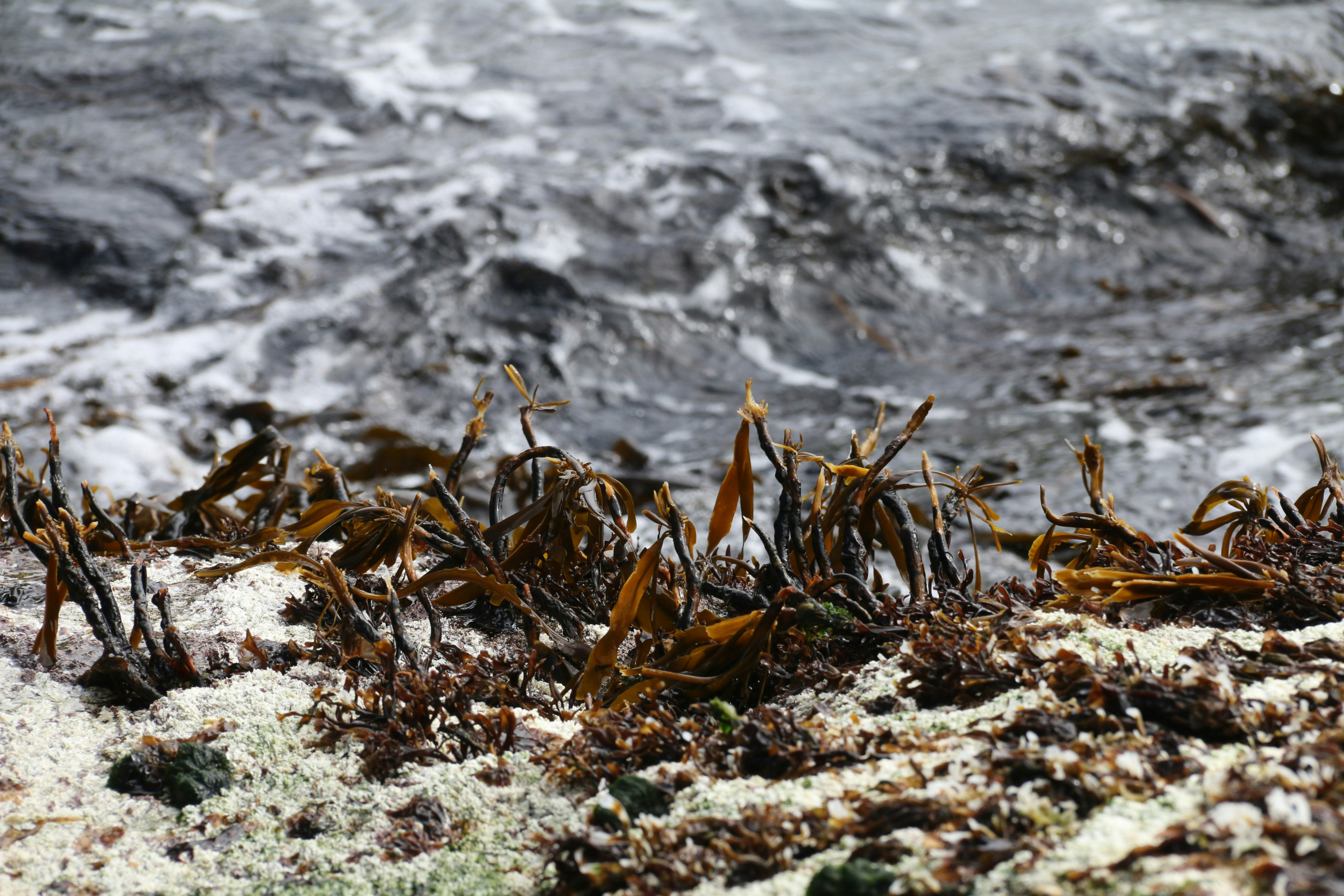 Seaweed Ecosystem Aquaculture for GROWth and Sustainability