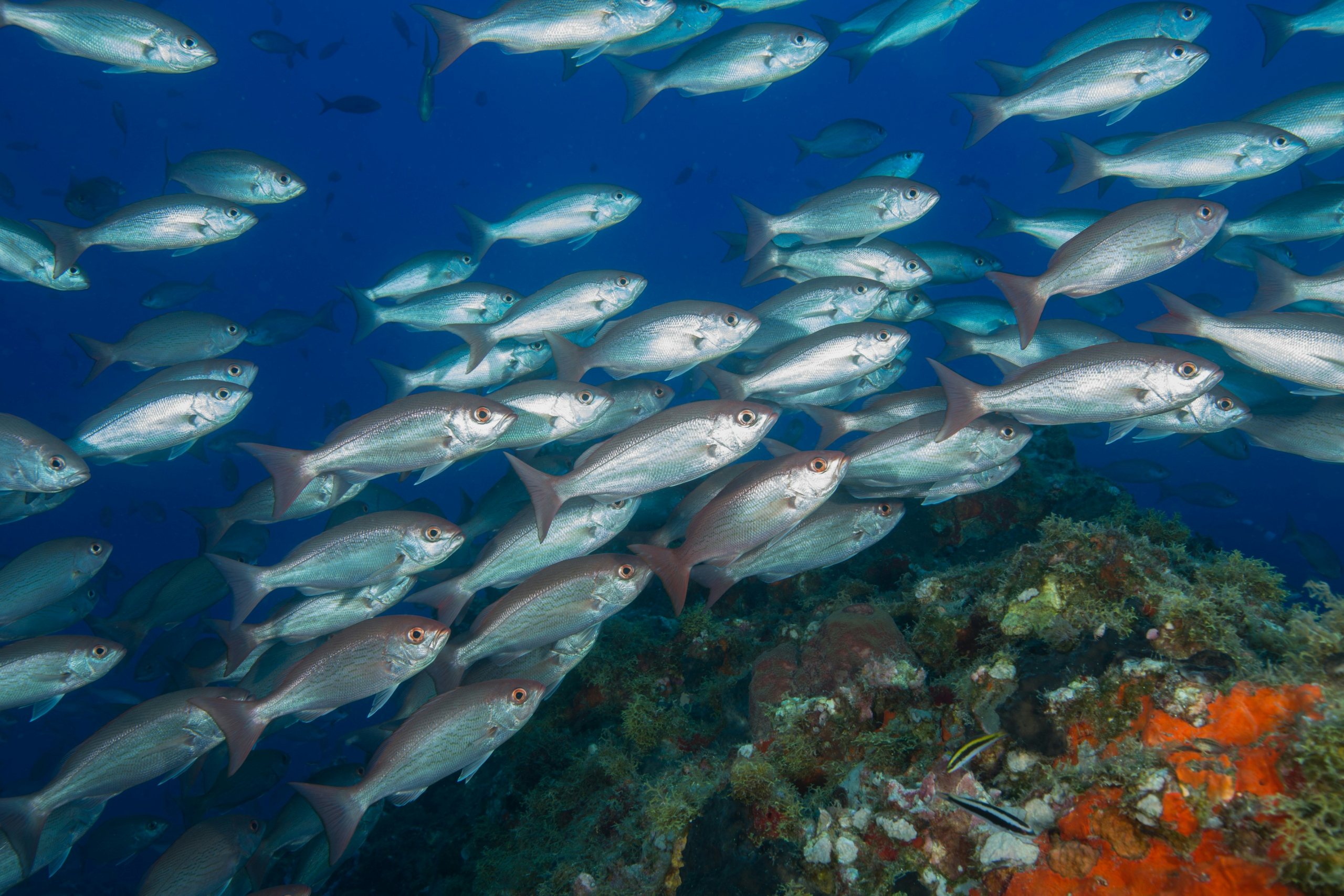 A low-CO2 smart autonomous multiplatform system to monitor and forecast Calanus finmarchicus stock - a new sustainable climate-neutral blue fish feed