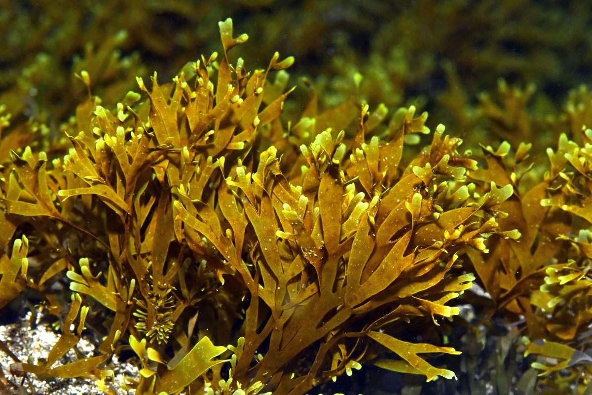 Multidisciplinary Study of the Invasive Alga Rugulopteryx okamurae in the Azores