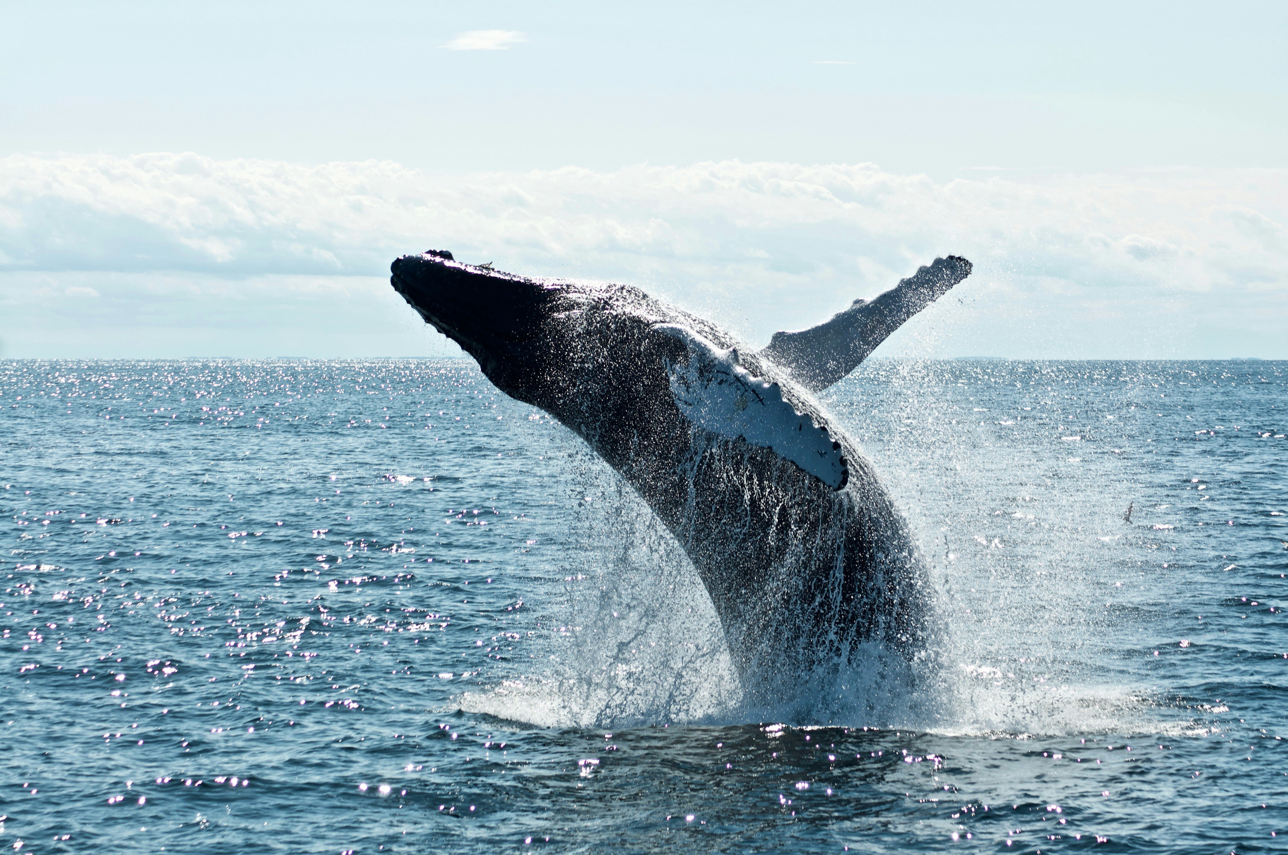Mitigating Ship Strikes and Enhancing Carbon Sequestration in the Atlantic